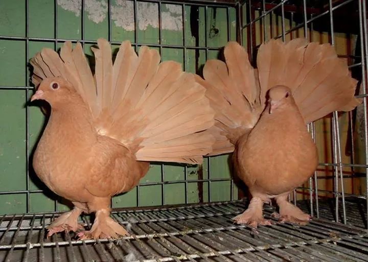 কবুতর পালন কেমন প্রাথমিক ধারণা