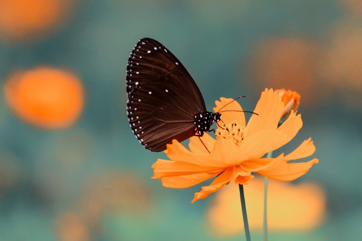 ফুল নিয়ে স্ট্যাটাস ও উক্তি