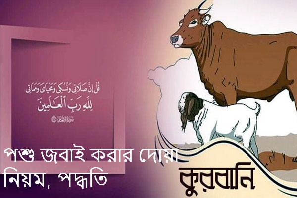 পশু জবাই করার দোয়া, নিয়ম, পদ্ধতি জানুন