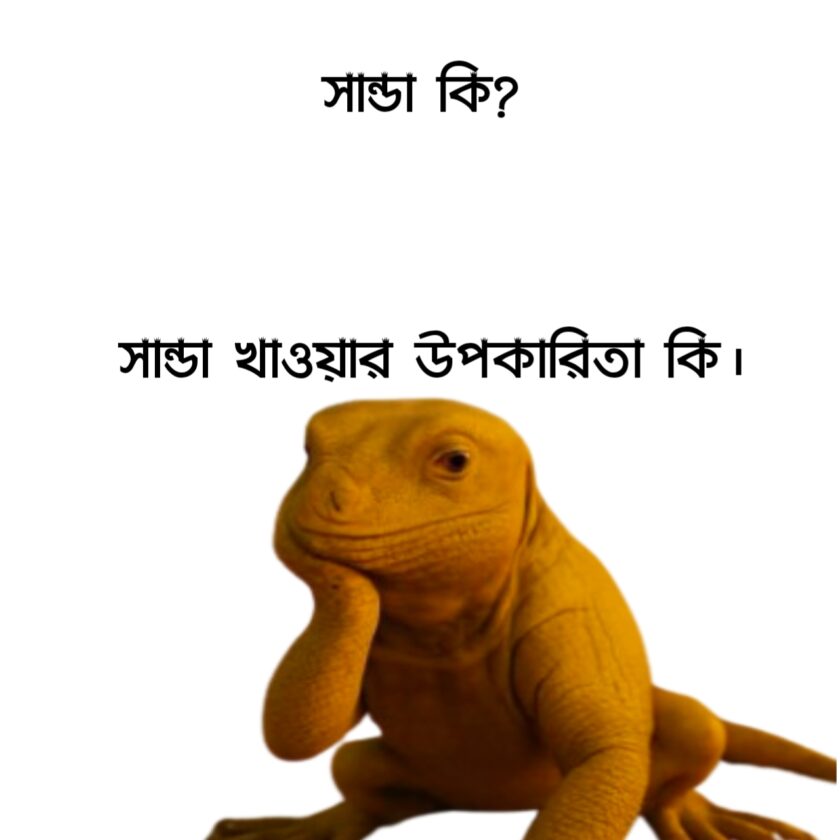 সান্ডা কি? সান্ডা খাওয়ার উপকারিতা কি।