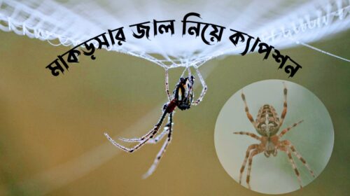 মাকড়সার জাল নিয়ে ক্যাপশন