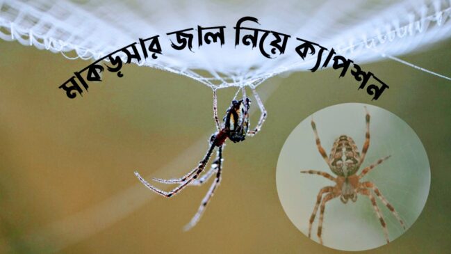 মাকড়সার জাল নিয়ে ক্যাপশন