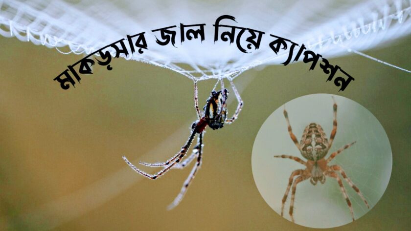 মাকড়সার জাল নিয়ে ক্যাপশন