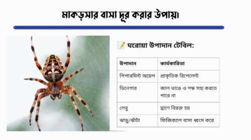 মাকড়সার বাসা দূর করার উপায়।
