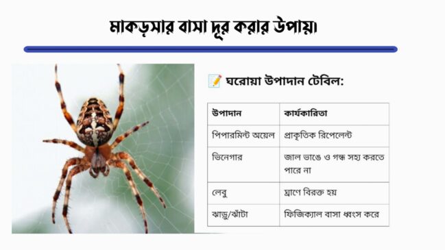 মাকড়সার বাসা দূর করার উপায়।